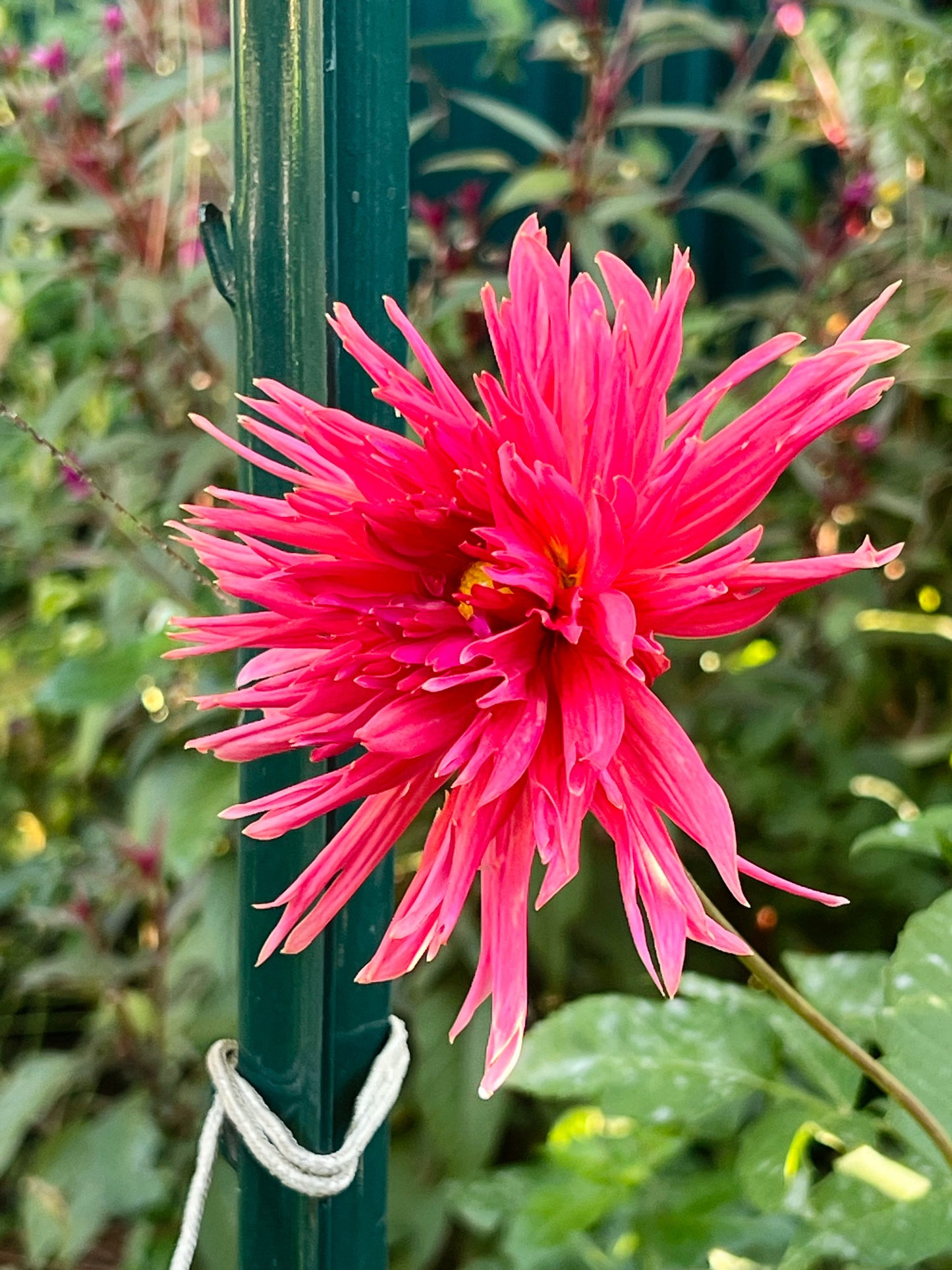 Bloomquist Mildred S