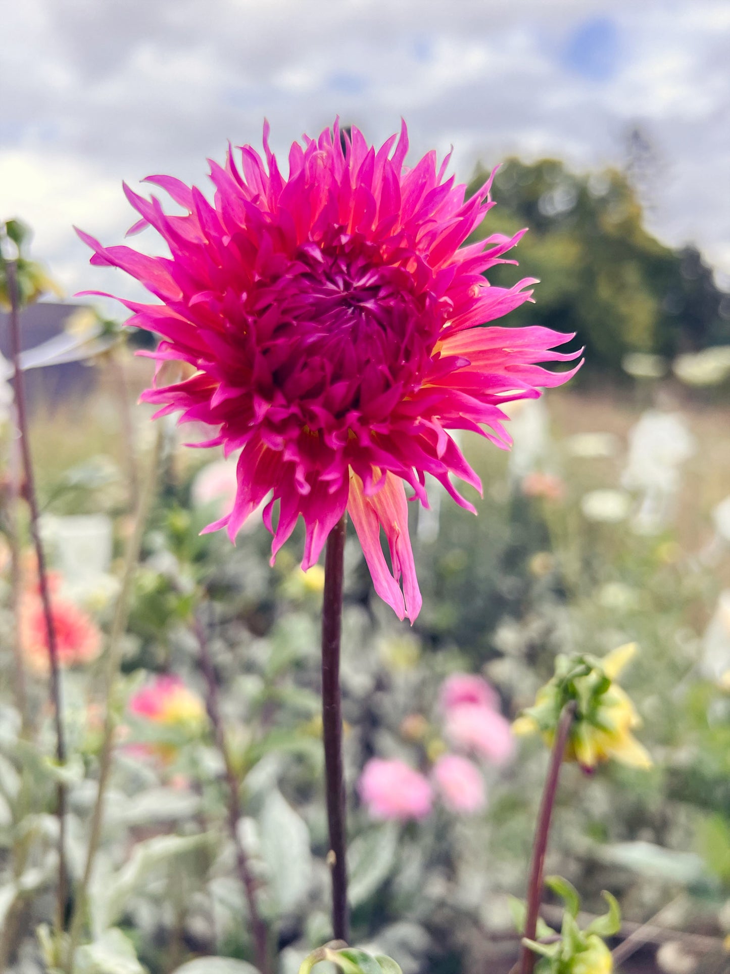 Bloomquist Mildred S