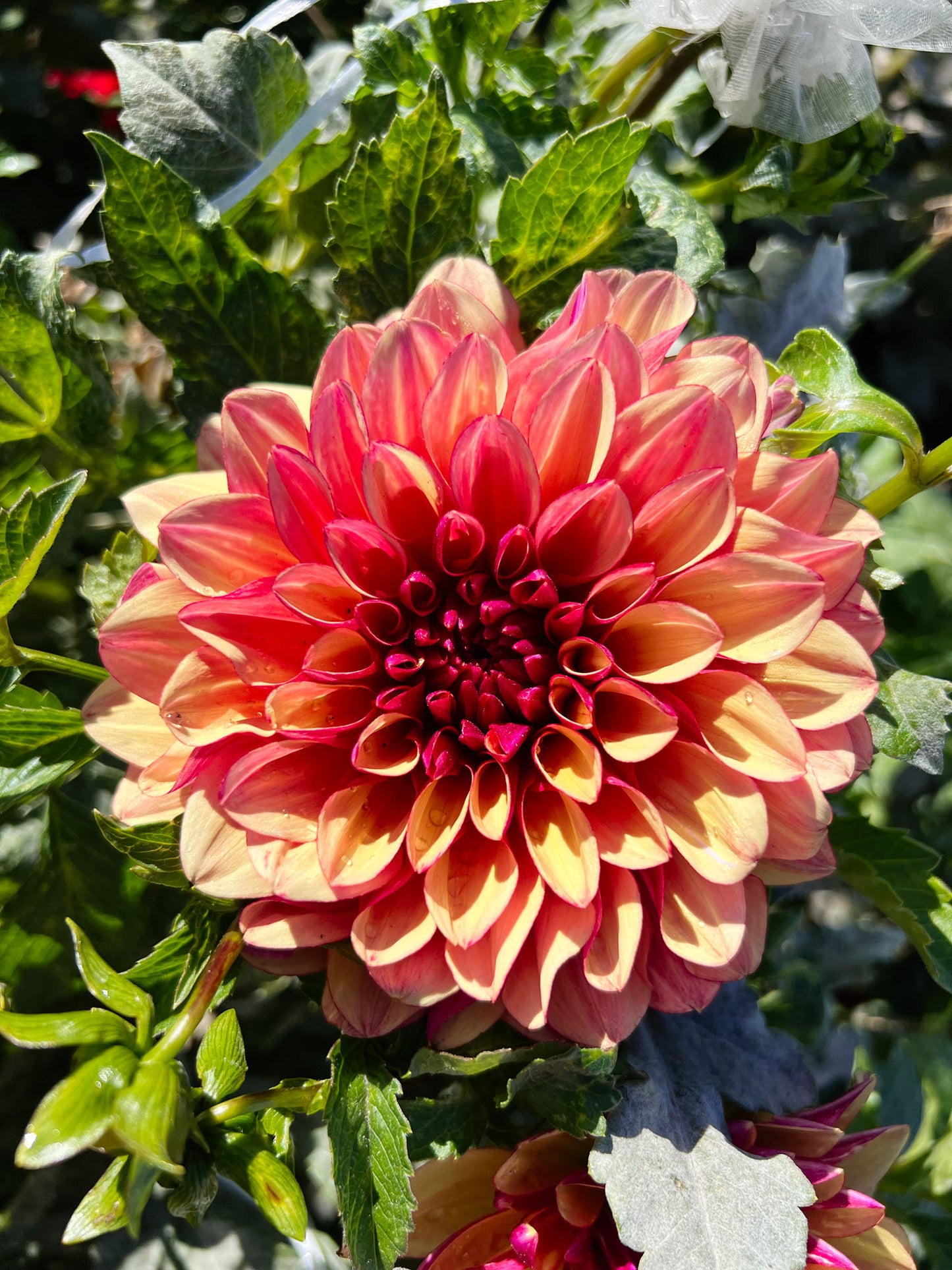 Good Day dahlia